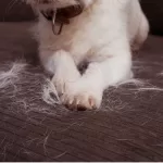 poils d'animaux sur les sièges d'une voiture